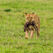 Ngorongoro Crater